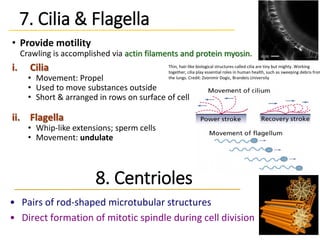 7. Cilia & Flagella
• Provide motility
Crawling is accomplished via actin filaments and protein myosin.
i. Cilia
• Movement: Propel
• Used to move substances outside
• Short & arranged in rows on surface of cell
ii. Flagella
• Whip-like extensions; sperm cells
• Movement: undulate
64
8. Centrioles
• Pairs of rod-shaped microtubular structures
• Direct formation of mitotic spindle during cell division
Thin, hair-like biological structures called cilia are tiny but mighty. Working
together, cilia play essential roles in human health, such as sweeping debris from
the lungs. Credit: Zvonimir Dogic, Brandeis University
 