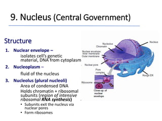 9. Nucleus (Central Government)
Structure
1. Nuclear envelope –
isolates cell’s genetic
material, DNA from cytoplasm
2. Nucleoplasm –
fluid of the nucleus
3. Nucleolus (plural nucleoli)
Area of condensed DNA
Holds chromatin + ribosomal
subunits (region of intensive
ribosomal RNA synthesis)
• Subunits exit the nucleus via
nuclear pores
• Form ribosomes
 