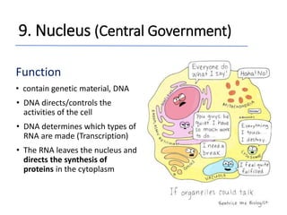 Function
• contain genetic material, DNA
• DNA directs/controls the
activities of the cell
• DNA determines which types of
RNA are made (Transcription)
• The RNA leaves the nucleus and
directs the synthesis of
proteins in the cytoplasm
9. Nucleus (Central Government)
 