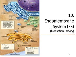 10.
Endomembrane
System (ES)
(Production Factory)
68
 