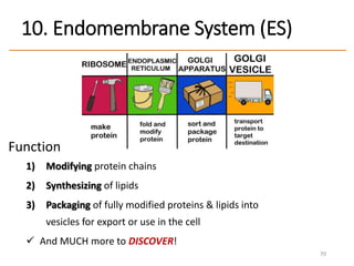 10. Endomembrane System (ES)
Function
1) Modifying protein chains
2) Synthesizing of lipids
3) Packaging of fully modified proteins & lipids into
vesicles for export or use in the cell
 And MUCH more to DISCOVER!
70
 