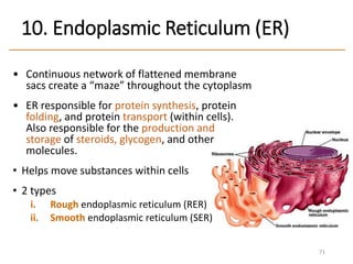 10. Endoplasmic Reticulum (ER)
• Continuous network of flattened membrane
sacs create a “maze” throughout the cytoplasm
• ER responsible for protein synthesis, protein
folding, and protein transport (within cells).
Also responsible for the production and
storage of steroids, glycogen, and other
molecules.
• Helps move substances within cells
• 2 types
i. Rough endoplasmic reticulum (RER)
ii. Smooth endoplasmic reticulum (SER)
71
 