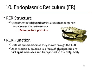 •RER Structure
Attachment of ribosomes gives a rough appearance
Ribosomes attached to surface
• Manufacture proteins
• RER Function
Proteins are modified as they move through the RER
Once modified, proteins in a form of glycoprotein are
packaged in vesicles and transported to the Golgi body
72
10. Endoplasmic Reticulum (ER)
 