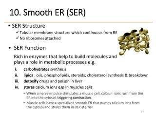 • SER Structure
Tubular membrane structure which continuous from RER
No ribosomes attached
• SER Function
Rich in enzymes that help to build molecules and
plays a role in metabolic processes e.g.
i. carbohydrates synthesis
ii. lipids : oils, phospholipids, steroids; cholesterol synthesis & breakdown
iii. detoxify drugs and poison in liver
iv. stores calcium ions esp in muscles cells.
• When a nerve impulse stimulates a muscle cell, calcium ions rush from the
ER into the cytosol, triggering contraction.
• Muscle cells have a specialized smooth ER that pumps calcium ions from
the cytosol and stores them in its cisternal
73
10. Smooth ER (SER)
 