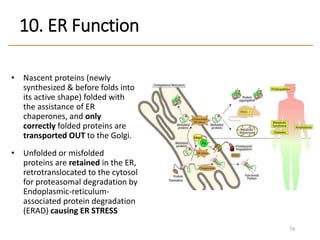 • Nascent proteins (newly
synthesized & before folds into
its active shape) folded with
the assistance of ER
chaperones, and only
correctly folded proteins are
transported OUT to the Golgi.
• Unfolded or misfolded
proteins are retained in the ER,
retrotranslocated to the cytosol
for proteasomal degradation by
Endoplasmic-reticulum-
associated protein degradation
(ERAD) causing ER STRESS
74
10. ER Function
 