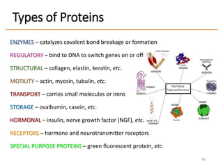 Types of Proteins
ENZYMES – catalyzes covalent bond breakage or formation
REGULATORY – bind to DNA to switch genes on or off
STRUCTURAL – collagen, elastin, keratin, etc.
MOTILITY – actin, myosin, tubulin, etc.
TRANSPORT – carries small molecules or irons
STORAGE – ovalbumin, casein, etc.
HORMONAL – insulin, nerve growth factor (NGF), etc.
RECEPTORS – hormone and neurotransmitter receptors
SPECIAL PURPOSE PROTEINS – green fluorescent protein, etc.
83
 