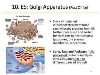 • Stack of flattened
interconnected membrane
sacs whereby proteins from ER
further processed and sorted
for transport to next stations:
lysosomes, the plasma
membrane, or secretion.
• Sorts, Tags and Packages fully
processed proteins and lipids
in vesicles and ship it to
different parts of the cell
84
10. ES: Golgi Apparatus (Post Office)
 