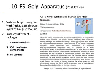 1. Proteins & lipids may be
Modified as pass through
layers of Golgi; glycolipid
2. Produces different
packages
i. Secretory vesicles
ii. Cell membrane
components
iii. Lysosomes
85
10. ES: Golgi Apparatus (Post Office)
 