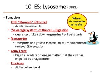 89
• Function
• little “Stomach” of the cell
• digests macromolecules
• “Sewerage System” of the cell – Digestion
• cleans up broken down organelles / old cells parts
• Transporter
• Transports undigested material to cell membrane for
removal (Exocytosis)
• Army Force
• Digests invaders or foreign matter that the cell has
engulfed by phagocytosis
• Physician
• Aid in cell renewal
Where
old organelles
go to die!
10. ES: Lysosome (DBKL)
 