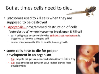 But at times cells need to die...
• Lysosomes used to kill cells when they are
supposed to be destroyed
• Apoptosis - programmed destruction of cells
“auto-destruct” where lysosomes break open & kill cell
• ex: if cell grows uncontrollably this self-destruct mechanism is
triggered to remove damaged cell
• cancer must over-ride this to enable tumor growth
• some cells have to die for proper
development in an organism
• E.g: tadpole tail gets re-absorbed when it turns into a frog
• E.g: loss of webbing between your fingers during fetal
development
90
 