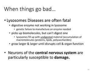 When things go bad…
93
• Lysosomes Diseases are often fatal
• digestive enzyme not working in lysosome
• genetic failure to manufacture an enzyme needed
• picks up biomolecules, but can’t digest one
• lysosomes fill up with undigested material (accumulation of
macromolecules (proteins, lipids, polysaccharides)
• grow larger & larger until disrupts cell & organ function
• Neurons of the central nervous system are
particularly susceptible to damage.
 