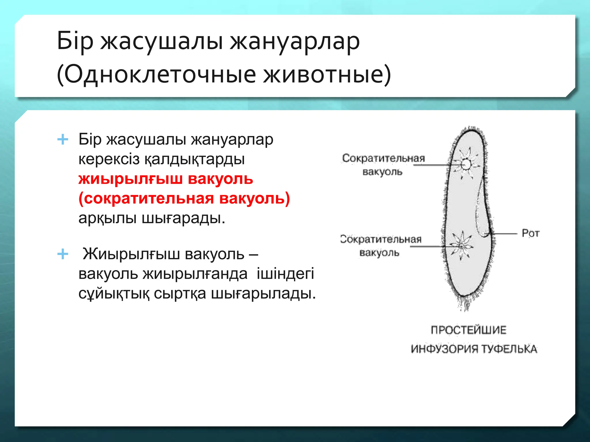 Массаж үстеліндегі сұлулық