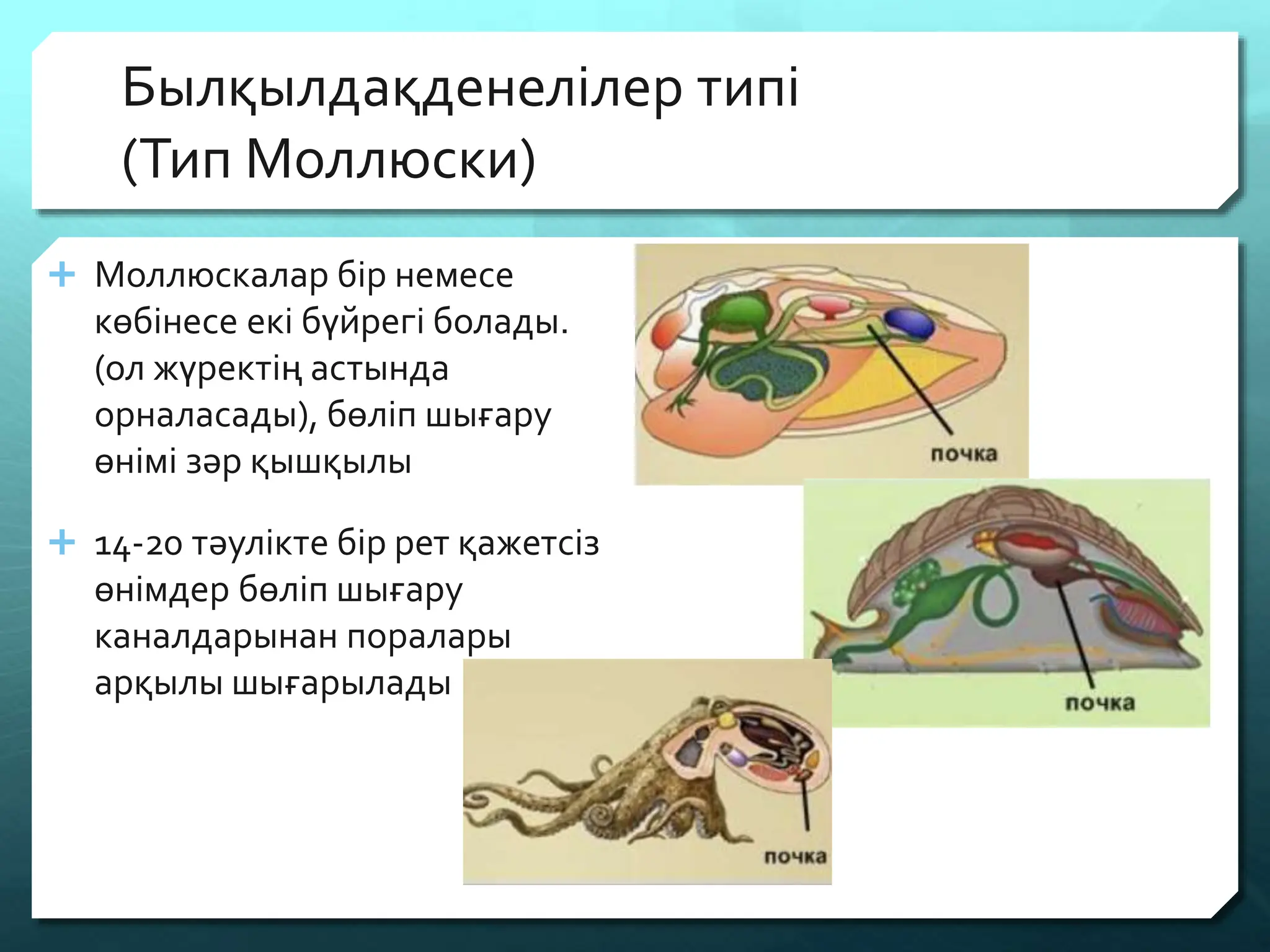 Табиғатта әжелермен жыныстық қатынас видео