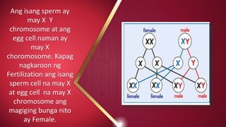 Ang isang sperm ay
may X Y
chromosome at ang
egg cell naman ay
may X
choromosome. Kapag
nagkaroon ng
Fertilization ang isang
sperm cell na may X
at egg cell na may X
chromosome ang
magiging bunga nito
ay Female.
 