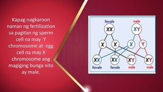 Kapag nagkaroon
naman ng fertilization
sa pagitan ng sperm
cell na may Y
chromosome at egg
cell na may X
chromosome ang
magiging bunga nito
ay male.
 