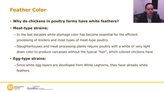 Poultry Color Rejection 1. Fundamentals of poultry production Updated.pdf