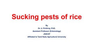 Sucking pests of rice
By
Dr. U. Pirithiraj, P.hD.
Assistant Professor (Entomology)
JSACAT
Affiliated to Tamil Nadu Agricultural University
 
