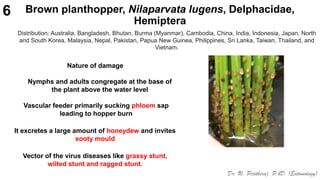 Sucking Insect pests of rice, Identification, Binomics, Integrated Pest ...