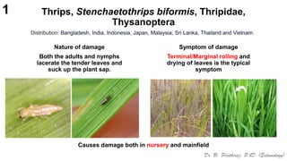 Sucking Insect pests of rice, Identification, Binomics, Integrated Pest ...