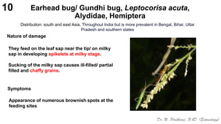 Sucking Insect pests of rice, Identification, Binomics, Integrated Pest ...