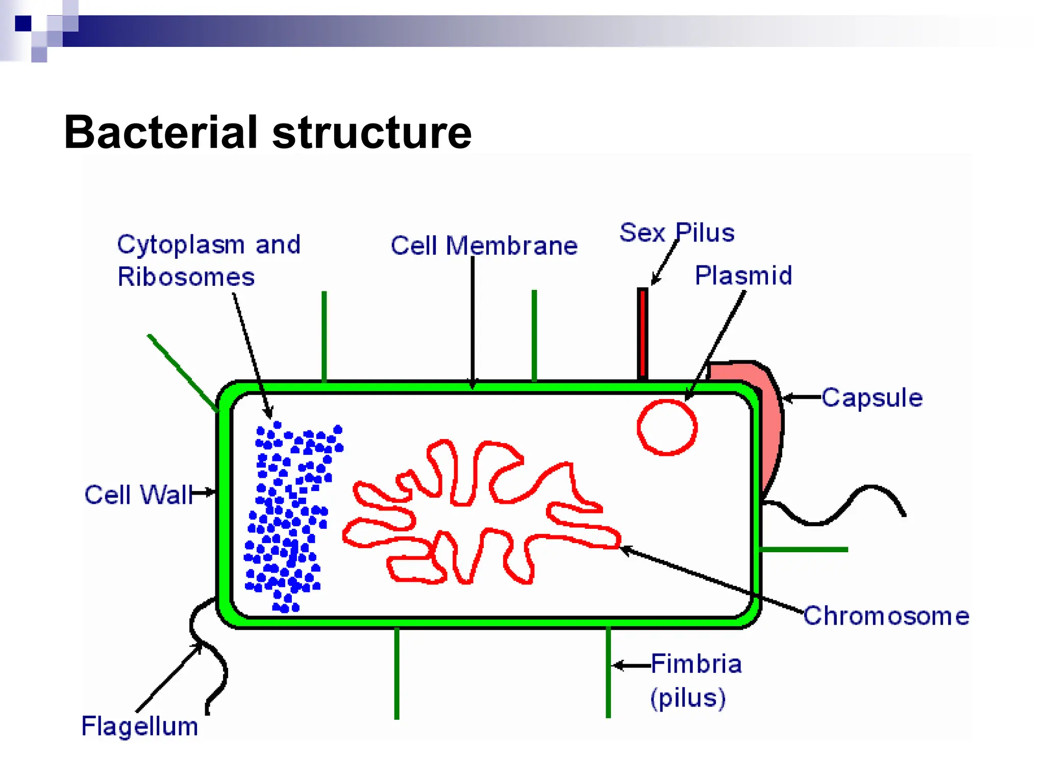 Bacterial structure
 