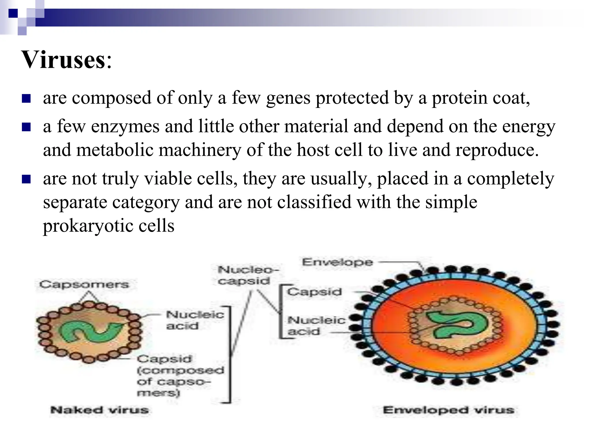 Viruses:
 are composed of only a few genes protected by a protein coat,
 a few enzymes and little other material and depend on the energy
and metabolic machinery of the host cell to live and reproduce.
 are not truly viable cells, they are usually, placed in a completely
separate category and are not classified with the simple
prokaryotic cells
 
