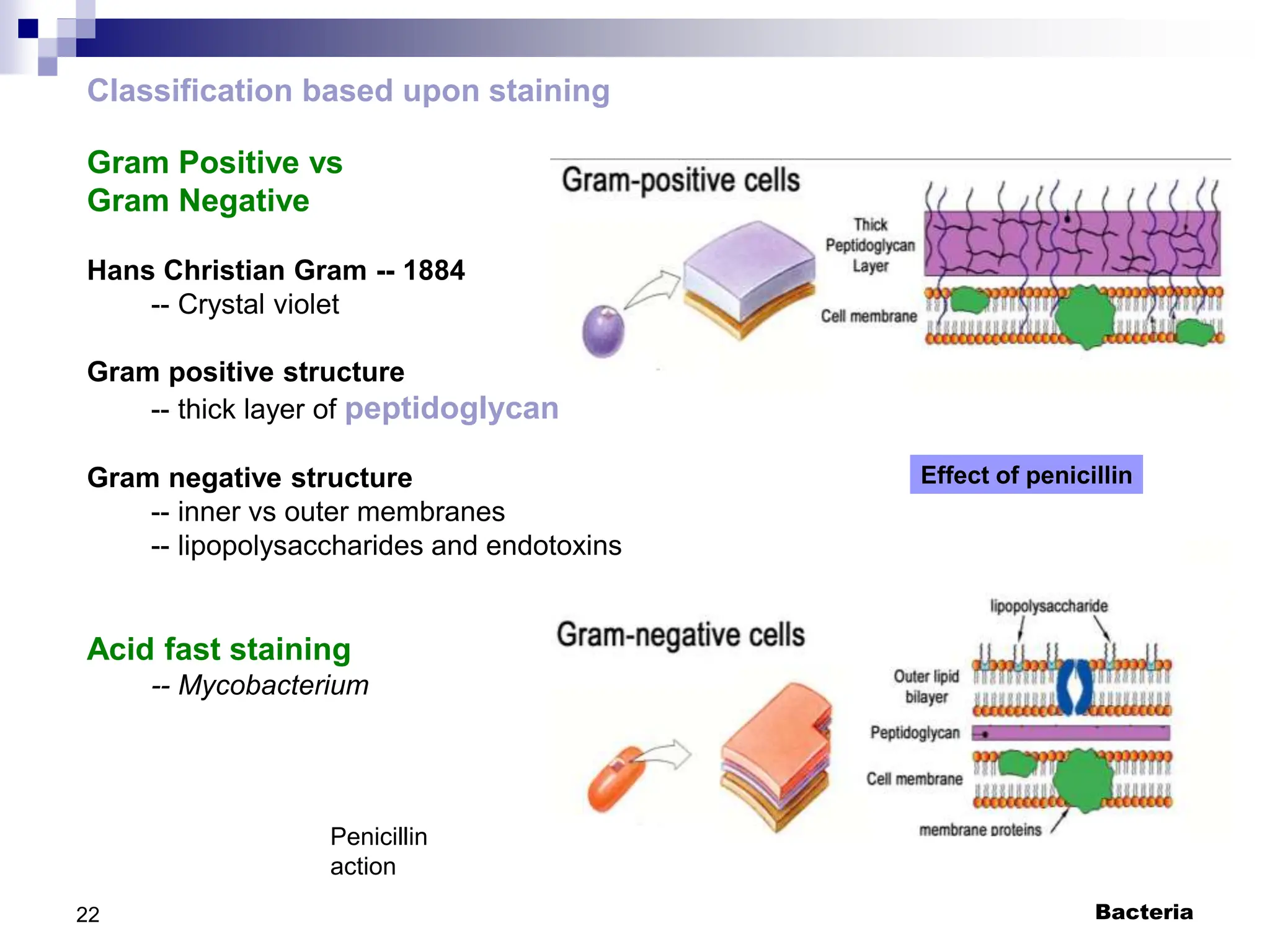 Bacteria
22
Classification based upon staining
Gram Positive vs
Gram Negative
Hans Christian Gram -- 1884
-- Crystal violet
Gram positive structure
-- thick layer of peptidoglycan
Gram negative structure
-- inner vs outer membranes
-- lipopolysaccharides and endotoxins
Acid fast staining
-- Mycobacterium
Penicillin
action
Effect of penicillin
 