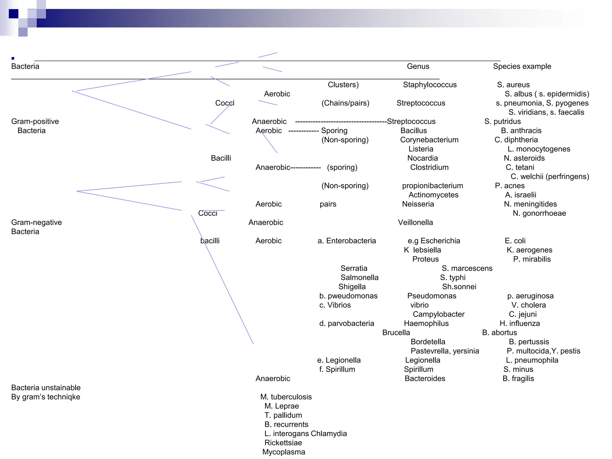 
Bacteria Genus Species example
Clusters) Staphylococcus S. aureus
Aerobic S. albus ( s. epidermidis)
Cocci (Chains/pairs) Streptococcus s. pneumonia, S. pyogenes
S. viridians, s. faecalis
Gram-positive Anaerobic ------------------------------------Streptococcus S. putridus
Bacteria Aerobic ------------ Sporing Bacillus B. anthracis
(Non-sporing) Corynebacterium C. diphtheria
Listeria L. monocytogenes
Bacilli Nocardia N. asteroids
Anaerobic------------ (sporing) Clostridium C. tetani
C. welchii (perfringens)
(Non-sporing) propionibacterium P. acnes
Actinomycetes A. israelii
Aerobic pairs Neisseria N. meningitides
Cocci N. gonorrhoeae
Gram-negative Anaerobic Veillonella
Bacteria
bacilli Aerobic a. Enterobacteria e.g Escherichia E. coli
K lebsiella K. aerogenes
Proteus P. mirabilis
Serratia S. marcescens
Salmonella S. typhi
Shigella Sh.sonnei
b. pweudomonas Pseudomonas p. aeruginosa
c. Vibrios vibrio V. cholera
Campylobacter C. jejuni
d. parvobacteria Haemophilus H. influenza
Brucella B. abortus
Bordetella B. pertussis
Pastevrella, yersinia P. multocida,Y. pestis
e. Legionella Legionella L. pneumophila
f. Spirillum Spirillum S. minus
Anaerobic Bacteroides B. fragilis
Bacteria unstainable
By gram’s techniqke M. tuberculosis
M. Leprae
T. pallidum
B. recurrents
L. interogans Chlamydia
Rickettsiae
Mycoplasma
 