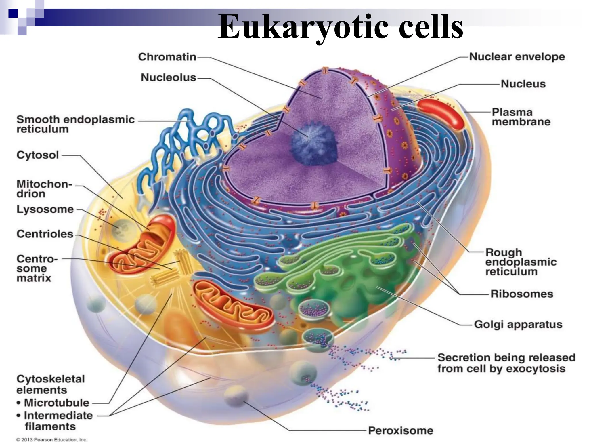 Eukaryotic cells
 