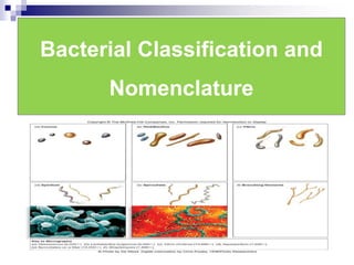 Bacterial Classification and
Nomenclature
 
