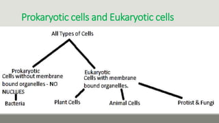 Prokaryotic cells and Eukaryotic cells
 