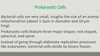 Prokaryotic Cells
Bacterial cells are very small, roughly the size of an animal
mitochondrion (about 1-2μm in diameter and 10 μm
long).
Prokaryotic cells feature three major shapes: rod shaped,
spherical, and spiral.
Instead of going through elaborate replication processes
like eukaryotes, bacterial cells divide by binary fission.
 