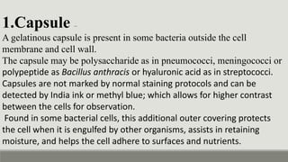 1.Capsule –
A gelatinous capsule is present in some bacteria outside the cell
membrane and cell wall.
The capsule may be polysaccharide as in pneumococci, meningococci or
polypeptide as Bacillus anthracis or hyaluronic acid as in streptococci.
Capsules are not marked by normal staining protocols and can be
detected by India ink or methyl blue; which allows for higher contrast
between the cells for observation.
Found in some bacterial cells, this additional outer covering protects
the cell when it is engulfed by other organisms, assists in retaining
moisture, and helps the cell adhere to surfaces and nutrients.
 
