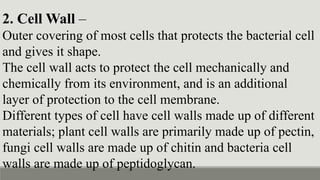2. Cell Wall –
Outer covering of most cells that protects the bacterial cell
and gives it shape.
The cell wall acts to protect the cell mechanically and
chemically from its environment, and is an additional
layer of protection to the cell membrane.
Different types of cell have cell walls made up of different
materials; plant cell walls are primarily made up of pectin,
fungi cell walls are made up of chitin and bacteria cell
walls are made up of peptidoglycan.
 