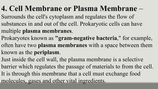 4. Cell Membrane or Plasma Membrane –
Surrounds the cell's cytoplasm and regulates the flow of
substances in and out of the cell. Prokaryotic cells can have
multiple plasma membranes.
Prokaryotes known as "gram-negative bacteria," for example,
often have two plasma membranes with a space between them
known as the periplasm.
Just inside the cell wall, the plasma membrane is a selective
barrier which regulates the passage of materials to from the cell.
It is through this membrane that a cell must exchange food
molecules, gases and other vital ingredients.
 