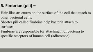 5. Fimbriae (pili) –
Hair-like structures on the surface of the cell that attach to
other bacterial cells.
Shorter pili called fimbriae help bacteria attach to
surfaces.
Fimbriae are responsible for attachment of bacteria to
specific receptors of human cell (adherence).
 