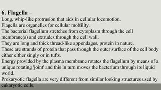 6. Flagella –
Long, whip-like protrusion that aids in cellular locomotion.
Flagella are organelles for cellular mobility.
The bacterial flagellum stretches from cytoplasm through the cell
membrane(s) and extrudes through the cell wall.
They are long and thick thread-like appendages, protein in nature.
These are strands of protein that pass though the outer surface of the cell body
either either singly or in tufts.
Energy provided by the plasma membrane rotates the flagellum by means of a
unique rotating 'joint' and this in turn moves the bacterium through its liquid
world.
Prokaryotic flagella are very different from similar looking structures used by
eukaryotic cells.
 