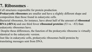 7. Ribosomes –
Cell structures responsible for protein production.
Prokaryotic ribosomes are smaller and have a slightly different shape and
composition than those found in eukaryotic cells.
Bacterial ribosomes, for instance, have about half of the amount of ribosomal
RNA (rRNA) and one third fewer ribosomal proteins (53 vs. ~83) than
eukaryotic ribosomes have.
Despite these differences, the function of the prokaryotic ribosome is virtually
identical to the eukaryotic version.
Just like in eukaryotic cells, prokaryotic ribosomes build proteins by
translating messages sent from DNA.
 