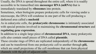 Usually, the DNA is spread throughout the entire cell, where it is readily
accessible to be transcribed into messenger RNA (mRNA) that is
immediately translated by ribosomes into protein.
Sometimes, when biologists prepare prokaryotic cells for viewing under a
microscope, the DNA will condense in one part of the cell producing a
darkened area called a nucleoid
As in eukaryotic cells, the prokaryotic chromosome is intimately associated
with special proteins involved in maintaining the chromosomal structure and
regulating gene expression.
In addition to a single large piece of chromosomal DNA, many prokaryotic
cells also contain small pieces of DNA called plasmids.
These circular rings of DNA are replicated independently of the chromosome
and can be transferred from one prokaryotic cell to another through pili,
which are small projections of the cell membrane that can form physical
channels with the pili of adjacent cells.
 