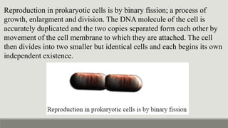 Reproduction in prokaryotic cells is by binary fission; a process of
growth, enlargment and division. The DNA molecule of the cell is
accurately duplicated and the two copies separated form each other by
movement of the cell membrane to which they are attached. The cell
then divides into two smaller but identical cells and each begins its own
independent existence.
 
