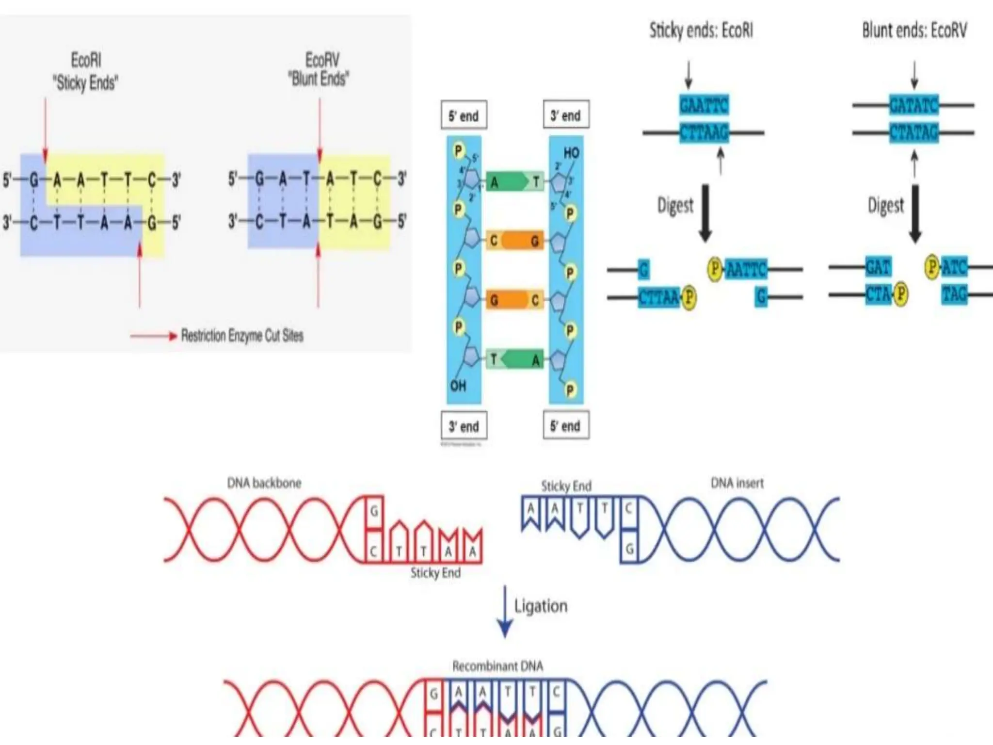 Dna Vector Restriction Pattern 1. Study of cloning vectors, restriction endonucleases and DNA ligase.pptx