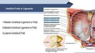 1. Anterior abdominal Wall clear description | PDF