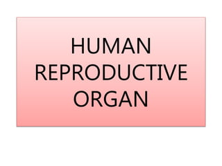 HUMAN
REPRODUCTIVE
ORGAN
 