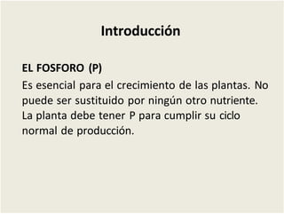 Introducción
EL FOSFORO (P)
Es esencial para el crecimiento de las plantas. No
puede ser sustituido por ningún otro nutriente.
La planta debe tener P para cumplir su ciclo
normal de producción.
 