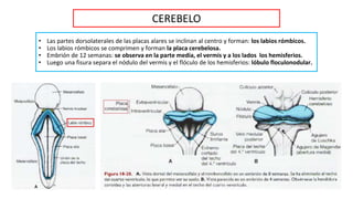 Labios Rombicos 1. SISTEMA NERVIOSO CENTRAL - EMBRIOLOGÍA (2).pptx