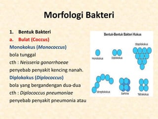 Monococcus Structure 1. Konsep Dasar Mikrobiologi dan Parasitologi.pdf