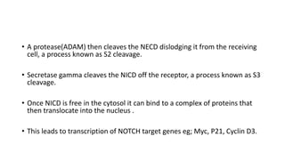 • A protease(ADAM) then cleaves the NECD dislodging it from the receiving
cell, a process known as S2 cleavage.
• Secretase gamma cleaves the NICD off the receptor, a process known as S3
cleavage.
• Once NICD is free in the cytosol it can bind to a complex of proteins that
then translocate into the nucleus .
• This leads to transcription of NOTCH target genes eg; Myc, P21, Cyclin D3.
 