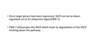 • Once target genes have been expressed, NICD can be be down-
regulated via an E3 ubiquinine ligase(FBW 7).
• FBW 7 ubiquinates the NICD which leads to degradation of the NICD
shutting down the pathway.
 