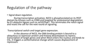 Regulation of the pathway
• Signal down regulation.
During transcription activation, NICD is phosphorylated on its PEST
domain by kinases such as CDK8 and targeted for proteasomal degradation
by E3 ubiquitin ligases such as sel10/Fbw7. This terminates the notch signal
and resets the cell for the next round of signaling.
Transcriptional switch and target gene expression.
In the absence of NICD, the DNA binding protein is bound to a
ubiquitous co repressor protein and histone deacetylases to repress
transcription of target genes and when NICD enters the nucleus and binds to
CSL, it triggers a conformational change which causes displacement of
repressors.
 