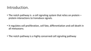 Introduction.
• The notch pathway is a cell signaling system that relies on protein –
protein interactions to transduce signals.
• It regulates cell proliferation, cell fate, differentiation and cell death in
all metazoans.
• The notch pathway is a highly conserved cell signaling pathway
 
